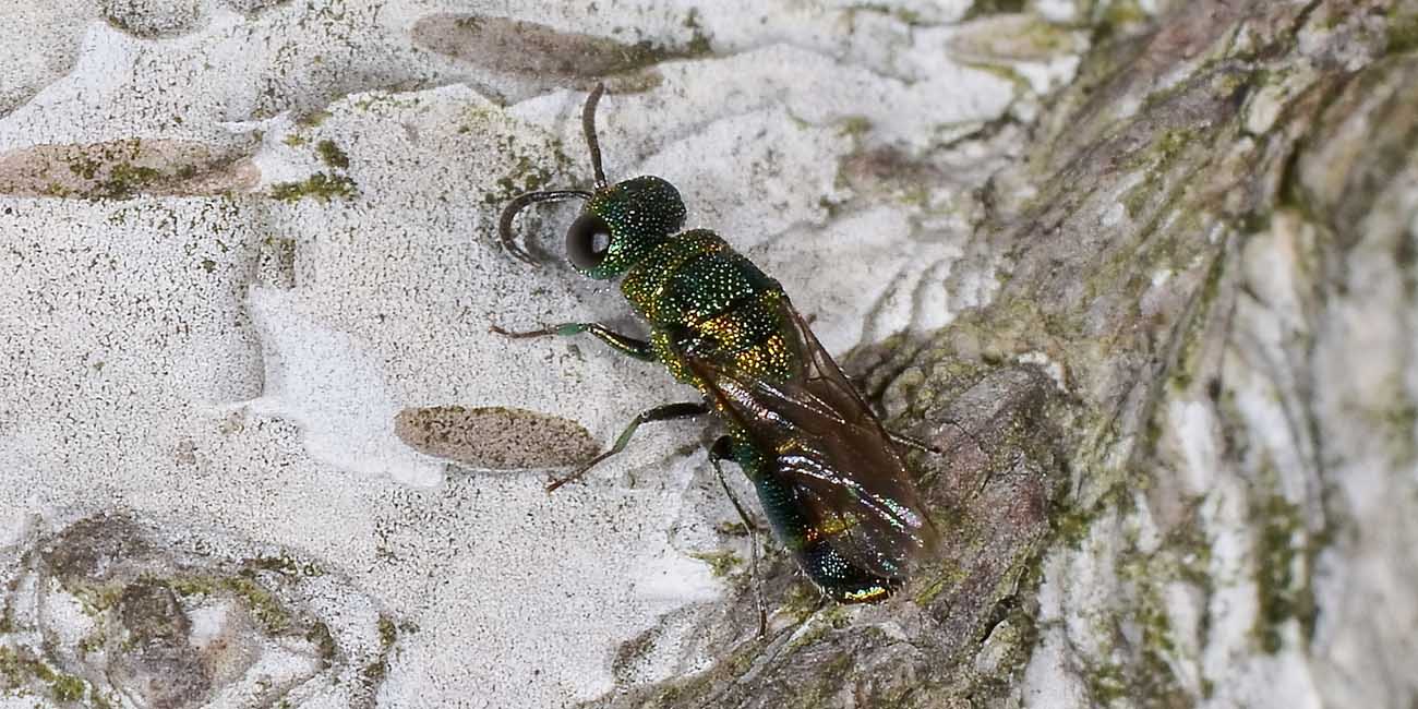 Chrysididae autunnale.